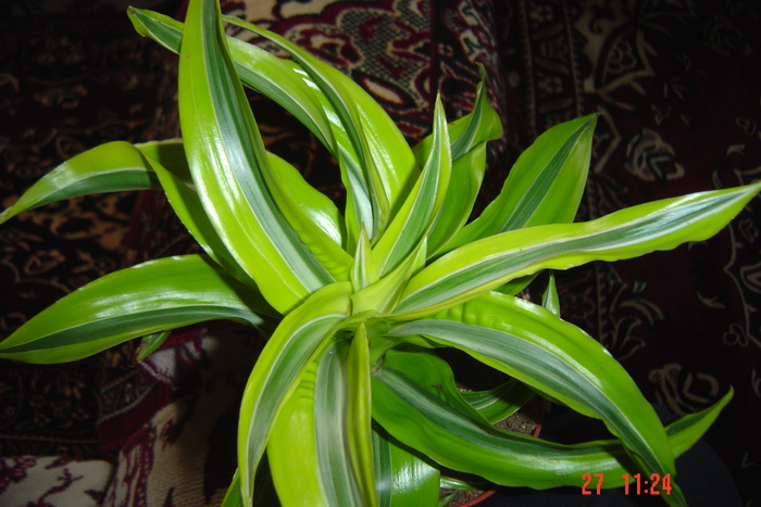 Picture 514 - 0-DRACAENA