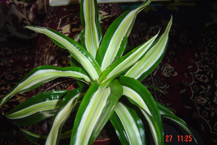 Picture 515 - 0-DRACAENA