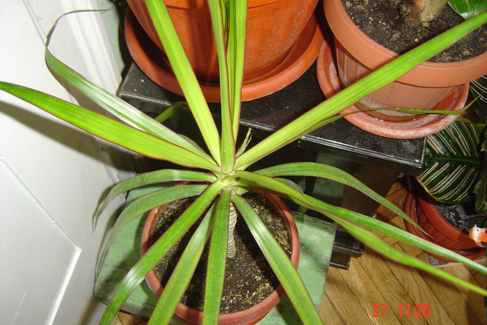 Picture 518 - 0-DRACAENA