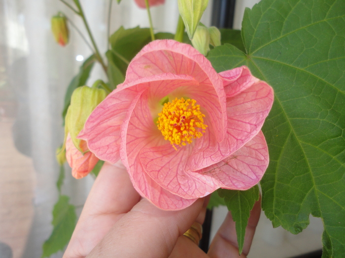 Peach Abutilon; 29.10.10
