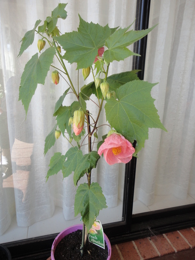 Peach Abutilon - ABUTILON