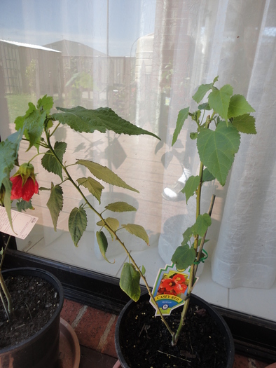 Casey Red Abutilon - ABUTILON