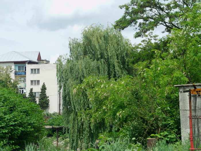 zona valea zalaului astralis