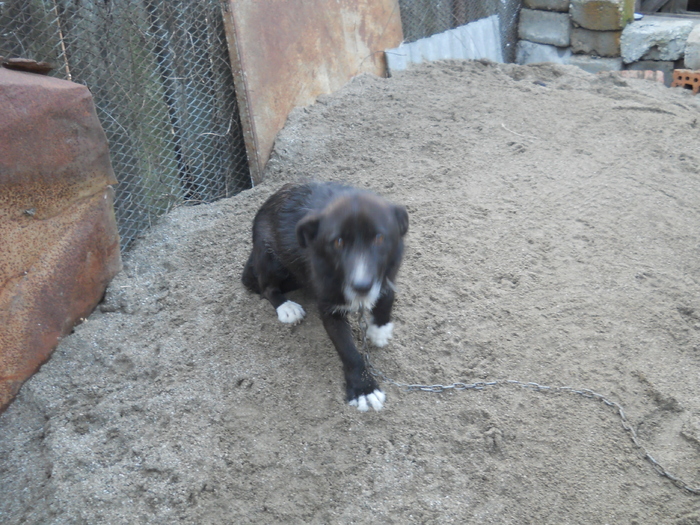 numele meu este... - album pestritz