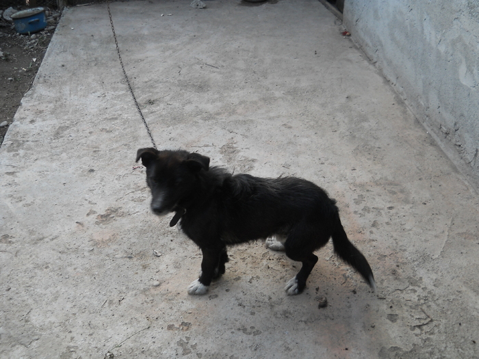 BOC... - album pestritz