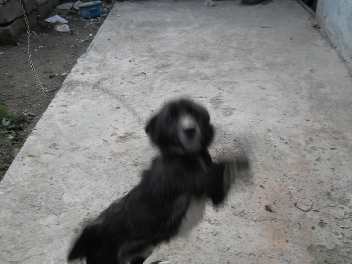 ...cel jucaus - album pestritz