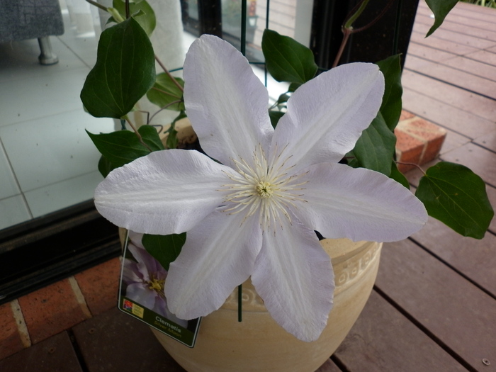  - Clematis Silver Moon