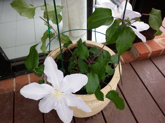  - Clematis Silver Moon