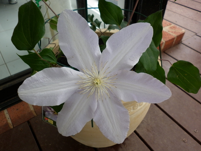  - Clematis Silver Moon