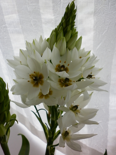  - Ornithogalum Chesapeak Snowflake