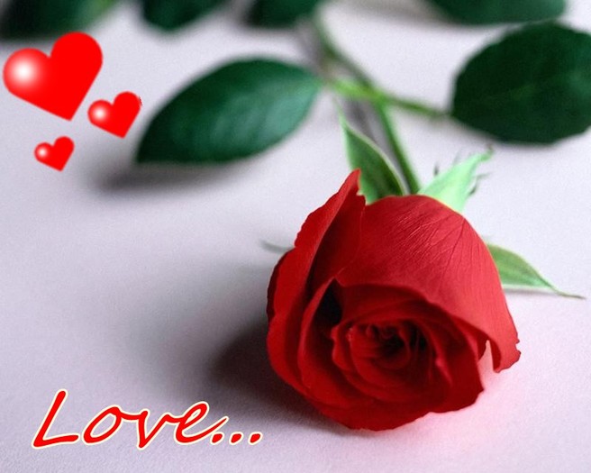 trandafir - Love Valentine day