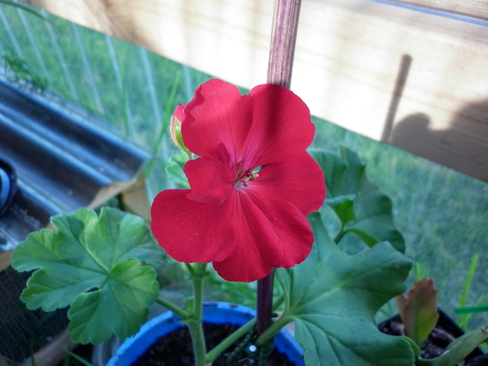 Big red pergolium; 29.10.10
