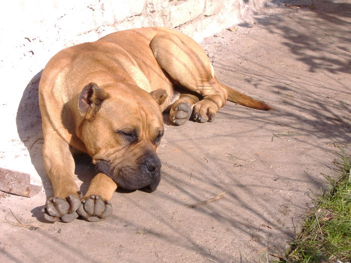 Carlos 1 an - Dogo Canario