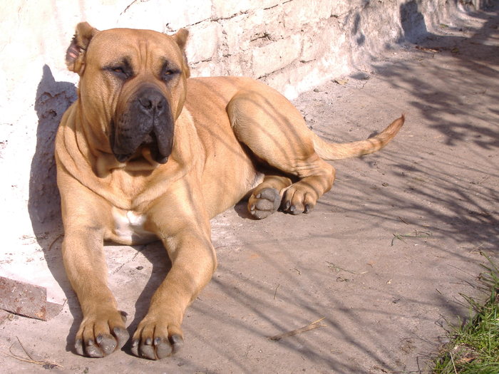 Carlos 1 an B - Dogo Canario