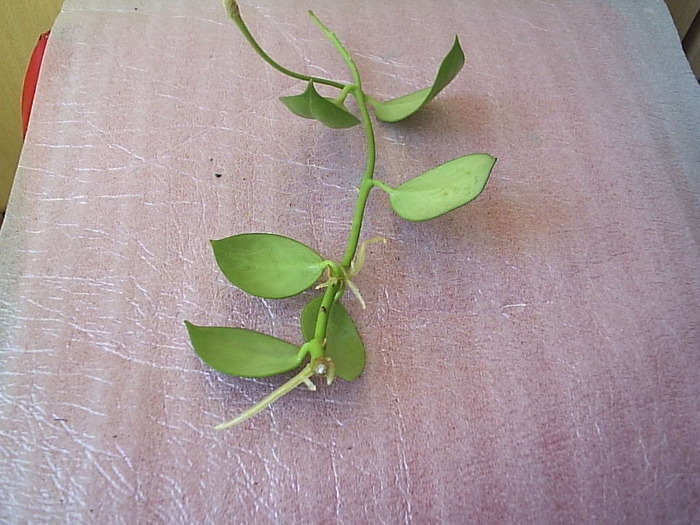 P1081844 - Hoya obscura longipedunculata