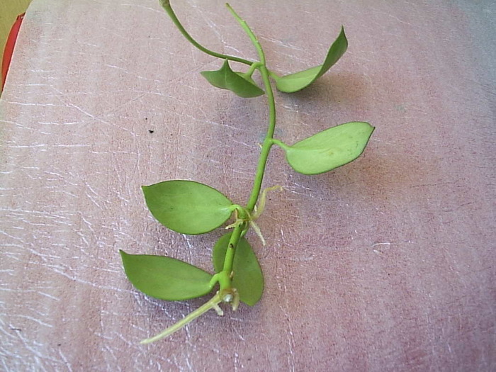 P1081843 - Hoya obscura longipedunculata