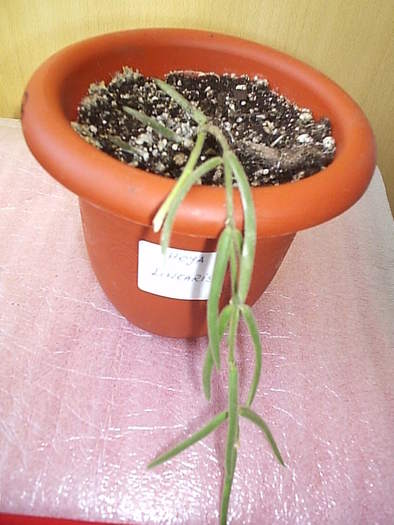 29.10.2010 - Hoya linearis