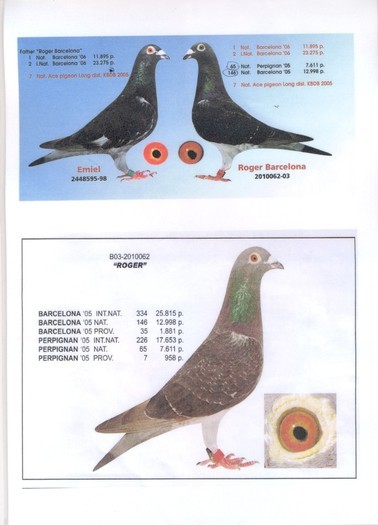 E.Matterne... - Starurile-Pedigree