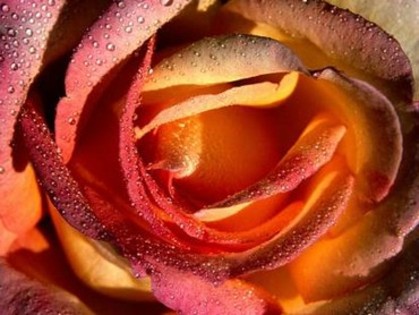 trandafiri03 - flori