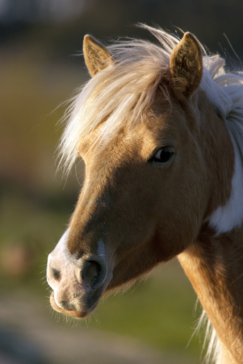 assateague[1] - Imagini cu cai