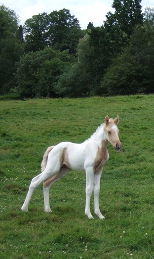 colt