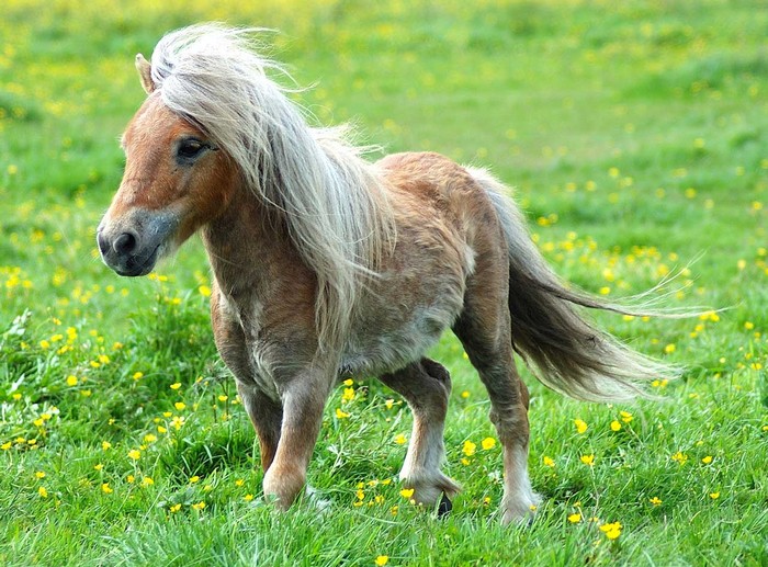 cool-pony[1] - Imagini cu cai