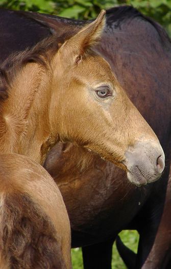 foalpic[1]