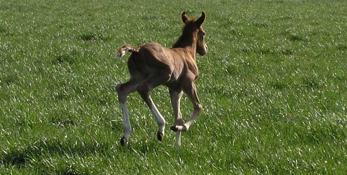 horse-foal