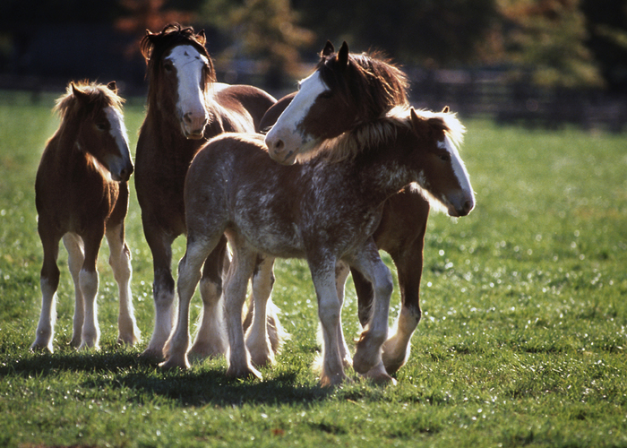 horses-nuzzle[1]