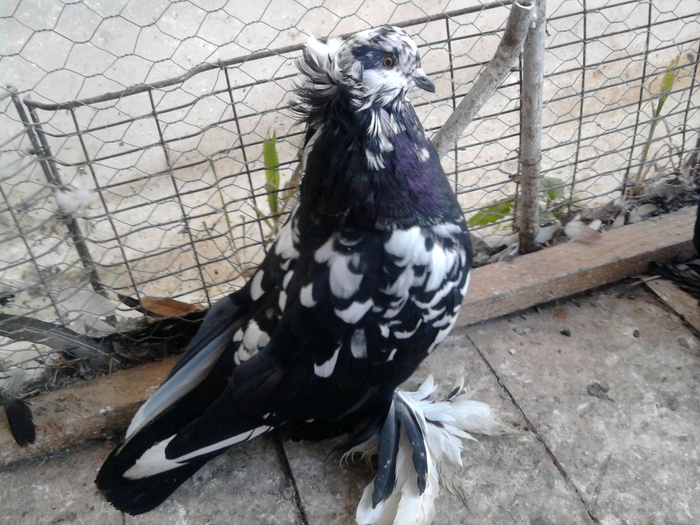 Fotografie1344 - 21-Pui Urias Maghiar 2010