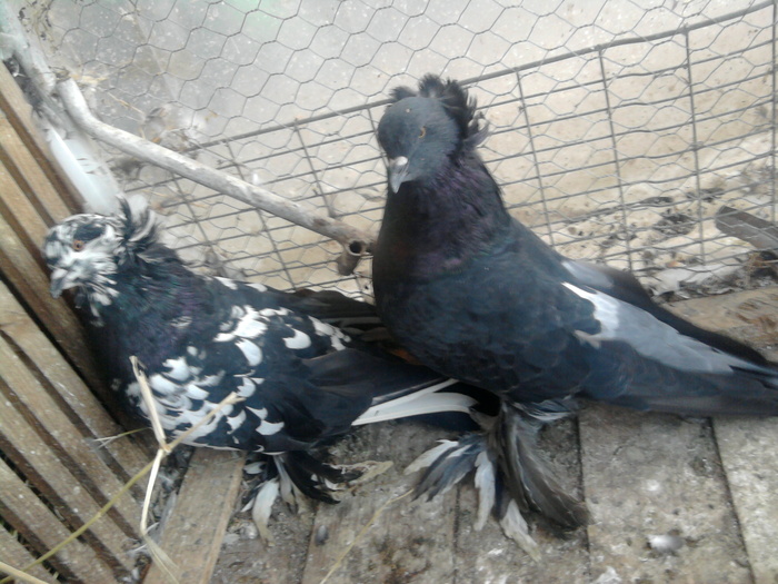 Fotografie1351 - 21-Pui Urias Maghiar 2010