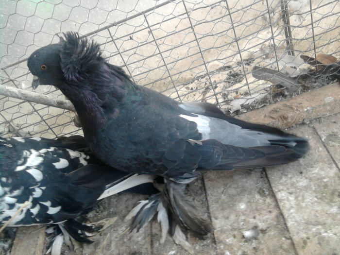 Fotografie1353 - 21-Pui Urias Maghiar 2010