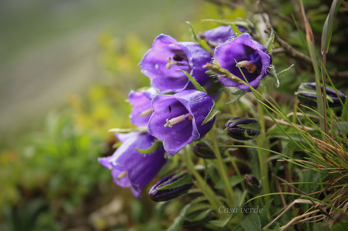 Campanula alpina