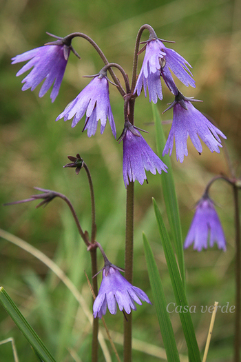 Soldanella major -Degetarut - Flora din Muntii Rodnei