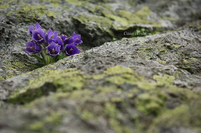 Campanula alpina - Flora din Muntii Rodnei