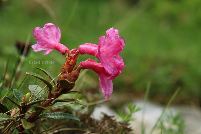 Rododendron- Smardar