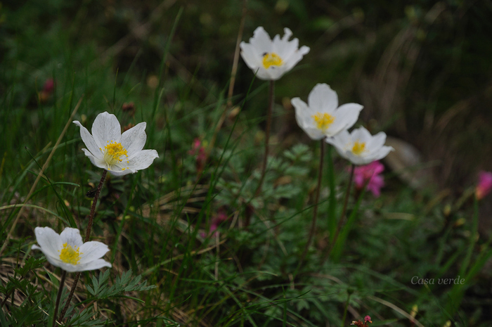 Anemone nemorosa