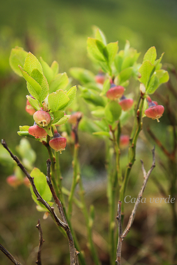 Vaccinum Myrtillus - Flora din Muntii Rodnei