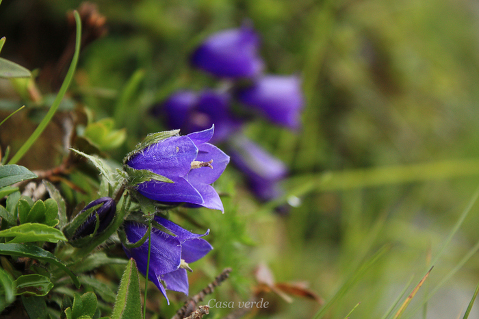 Campanula alpina - Flora din Muntii Rodnei