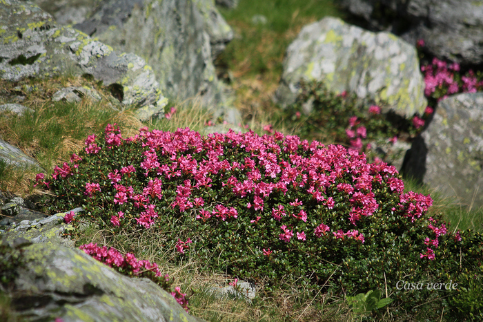 Rododendron- Smardar - Flora din Muntii Rodnei