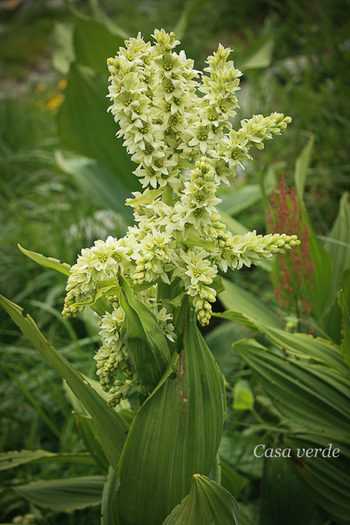 Veratrum album -Stirigoaie - Flora din Muntii Rodnei