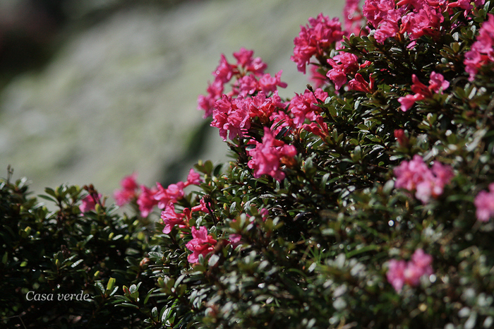 Rododendron- Smardar - Flora din Muntii Rodnei