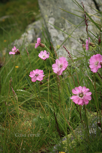 Silene nivalis - Flora din Muntii Rodnei