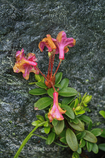 Rododendron - Flora din Muntii Rodnei