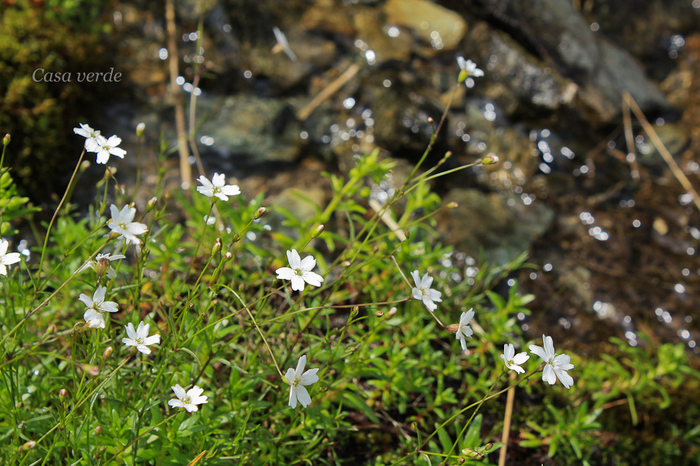 Stellaria holostea - Flora din Muntii Rodnei