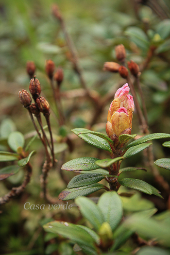 Boboc de rododendron - Flora din Muntii Rodnei