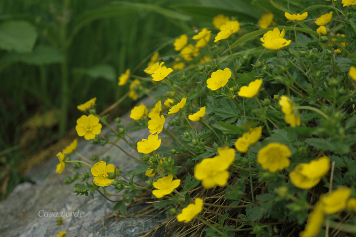 Potentilla reptans- "Cinci degete"