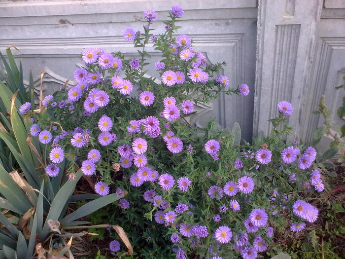 aster - toamna ruginie