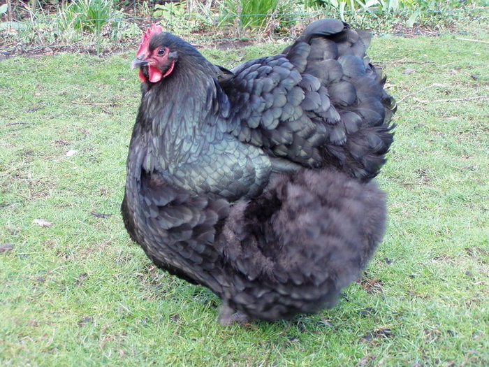 800px-Orpington_chicken_2