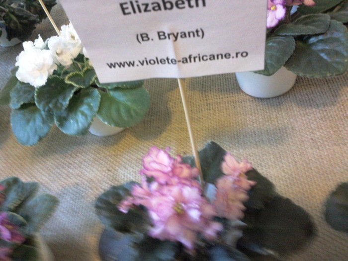 Photo3400 - 1 EXPOZITIE DE VIOLETE AFRICANE 29-30-31 OCTOMBRIE 2010